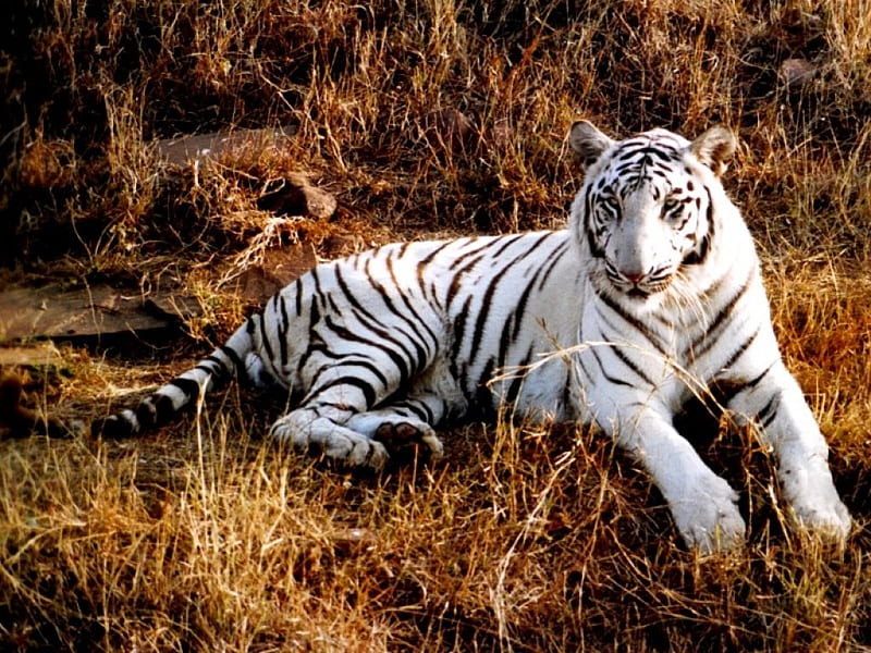 for the love of a tiger, resting, long grass, looking at me, white bengal tiger, HD wallpaper