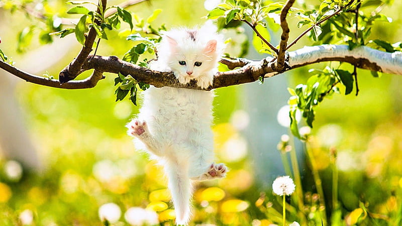 White Cat Kitten Is Hanging On Tree Branch In Yellow Blur Flowers Background Kitten, HD wallpaper