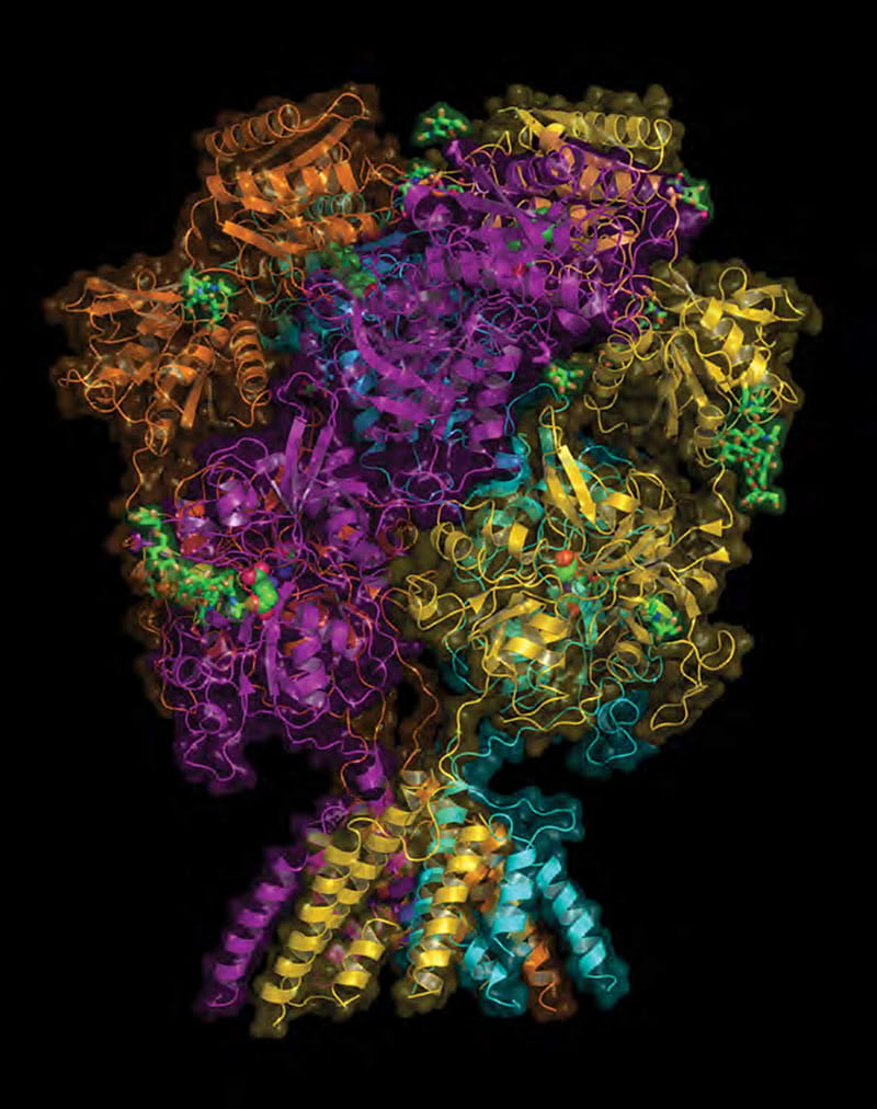 Detailed of NMDA receptor show how zinc and a potential drug affect its function - Cold Spring Harbor Laboratory, Ribosome, HD phone wallpaper