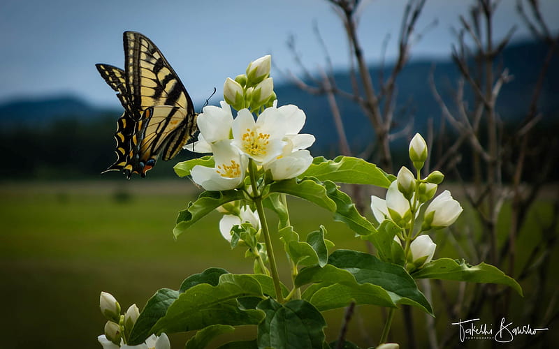 Mariposa sobre flor, jazmín, mariposa, insecto, flores, naturaleza,  animales, Fondo de pantalla HD | Peakpx