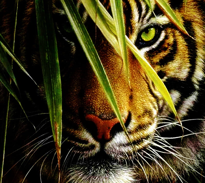 Tiger, animal, eye, leaves, lion, savage, HD wallpaper