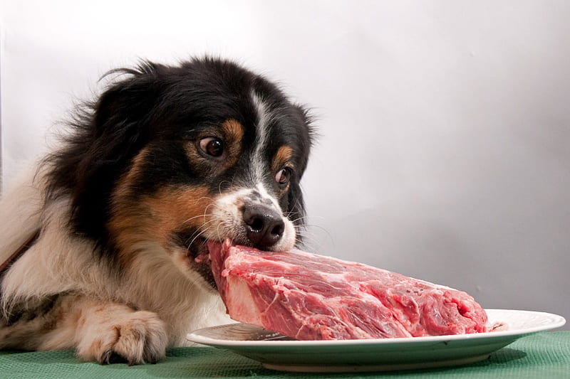 A delicious meal, meal, delicious, pet dog, beef roast, HD wallpaper