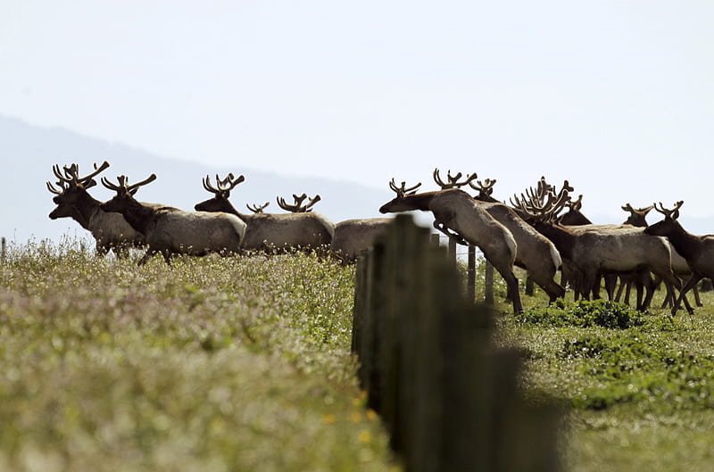 Herd of tule elk, Tule elk, Drought, California, Point Reyes National Seashore, Herd, HD wallpaper