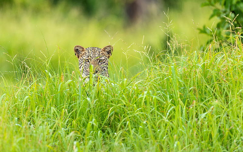 leopard, hunting, leopard look, predators, wildlife, green grass, Panthera pardus, HD wallpaper