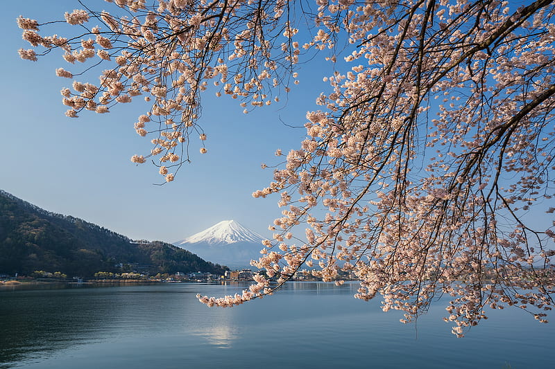 Volcanoes, Mount Fuji, japan, Lake, Sakura, Spring, HD wallpaper