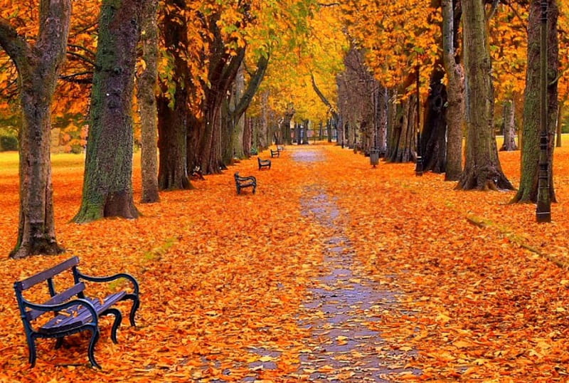 Fallen leaves road, autumn, yellow, park, trees, seasons, fallen, leaves, nature, road, wood, HD wallpaper