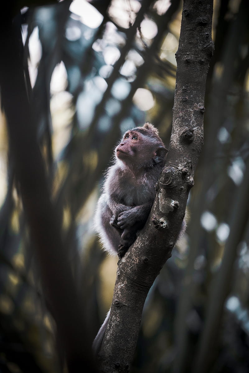 monkey, cute, cub, HD phone wallpaper