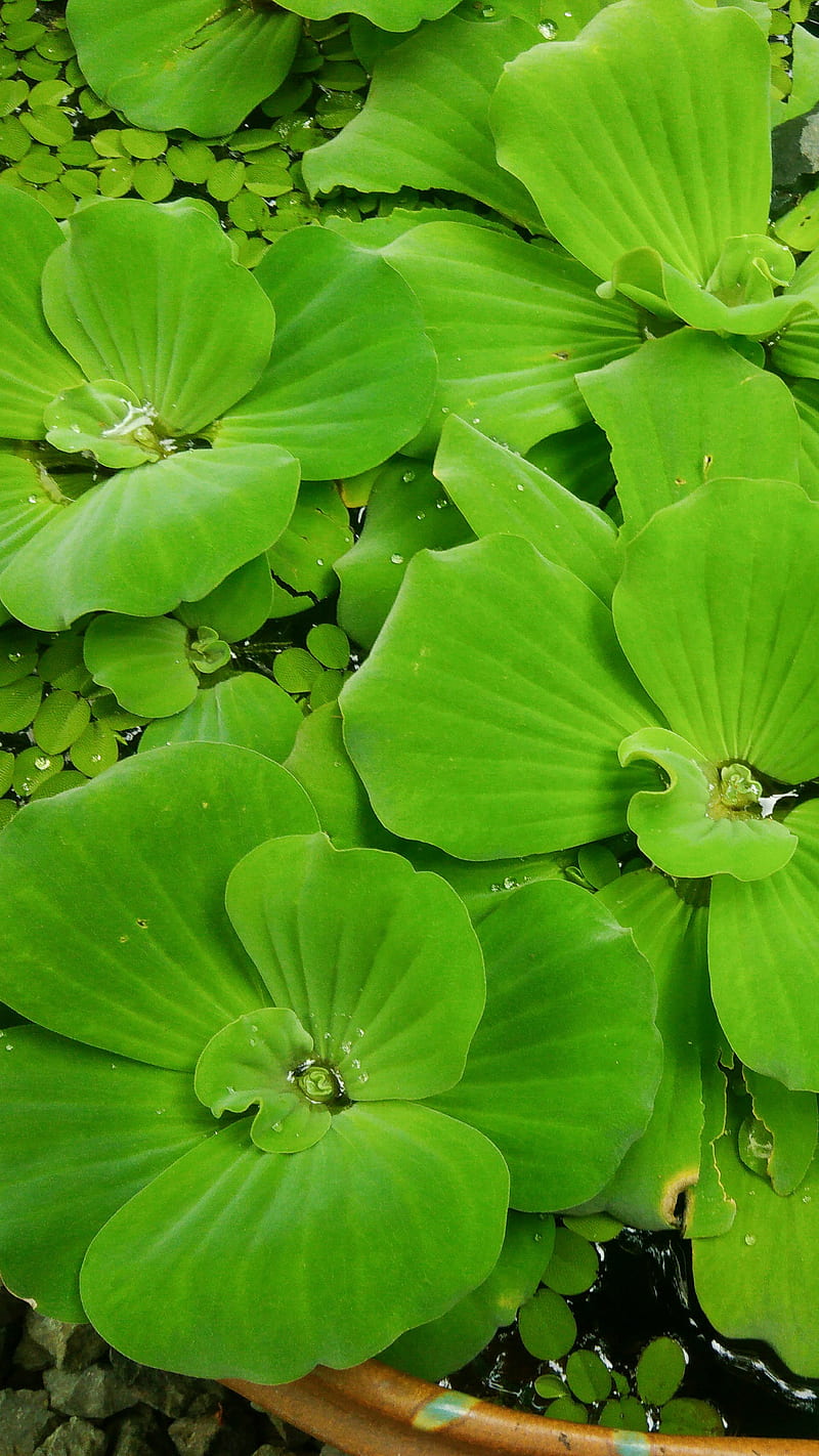 Pistia In Aqua Left, black, charredbee, green, plant, water, water lettuce, HD phone wallpaper