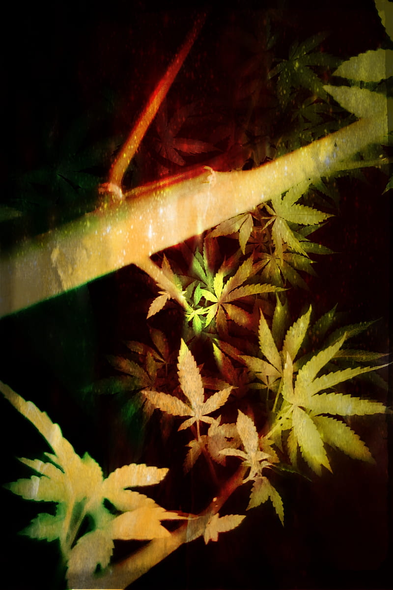 Tree Stock Cannabis, herb, marijuana, medicine, plant, HD phone wallpaper