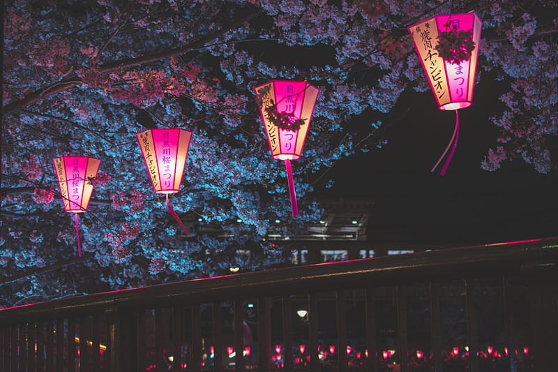 Japan Night Cherry Blossom Trees Lantern Glowing Night, japan, lantern, cherry, blossom, trees, graphy, HD wallpaper