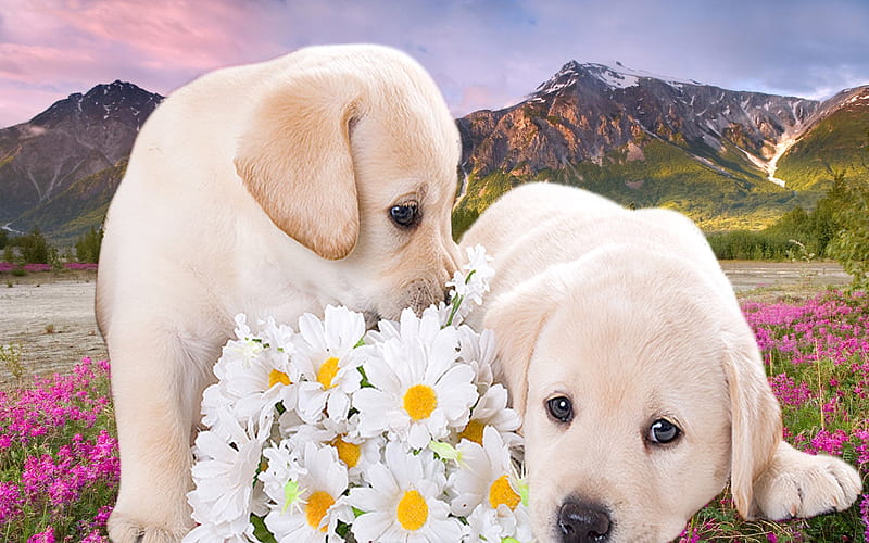 puppys, floer, love, nature, dogs, puppy, HD wallpaper