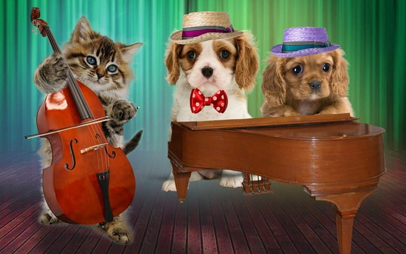Funny band, band, bow, animal, cello, instrument, pisica, dog, puppy, luminos, caine, cat, hat, piano, cute, funny, kitten, white, HD wallpaper