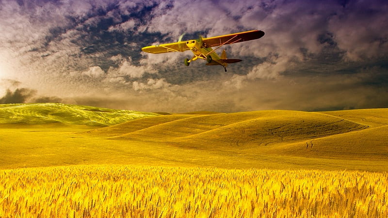 Flying above the Paddy Fields, plane, flight, paddy, yellow, fields,  bonito, HD wallpaper | Peakpx