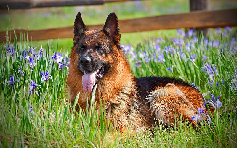 German Shepherd Dog, flowers, pets, dogs, lawn, German Shepherd, HD wallpaper