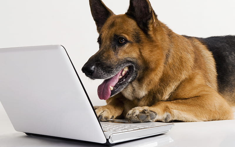 German shepherd dog, curious dog, dog at the computer, education concepts,  clever dog, HD wallpaper | Peakpx