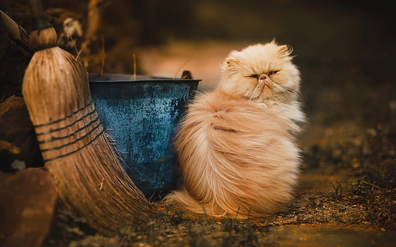 cat, fluffy cat, pets, Persian cat, HD wallpaper