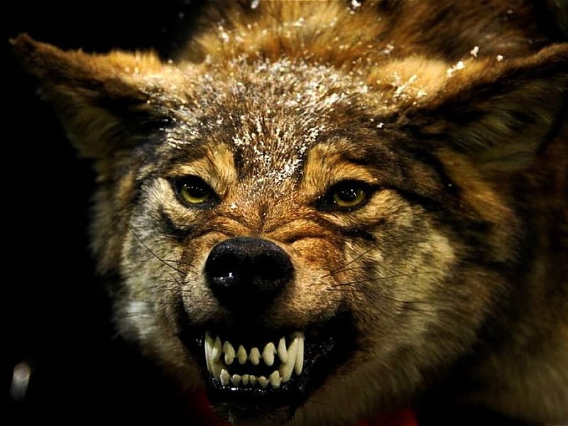 angry wolf, face, wolf, dog, teeth, HD wallpaper