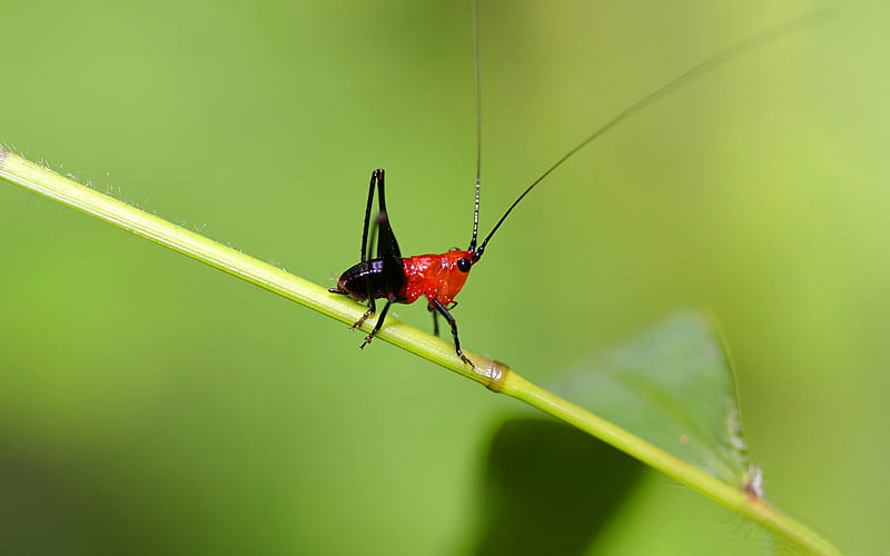 small grasshopper macro-small animal, HD wallpaper