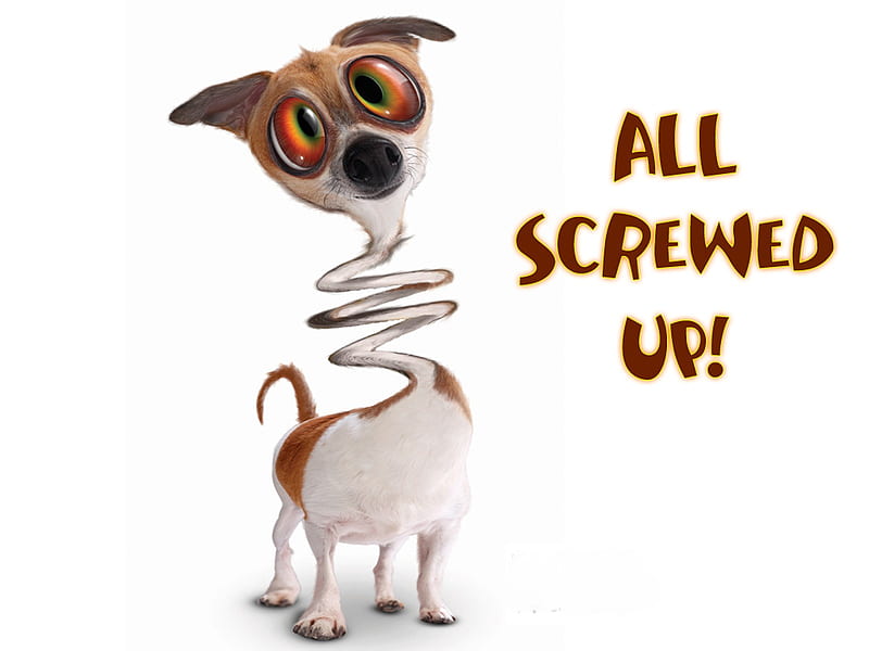 ALL SCREWED UP, neck, screwed, funny, dog, twisted, HD wallpaper