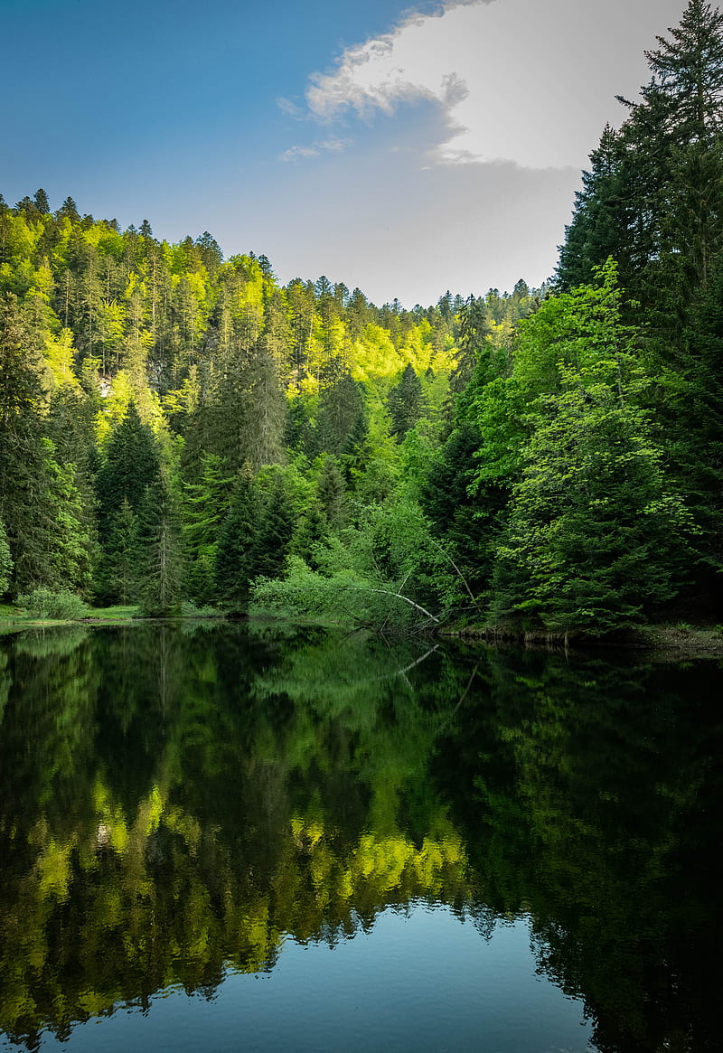 Forest, trees, lake, reflection, landscape, HD phone wallpaper | Peakpx