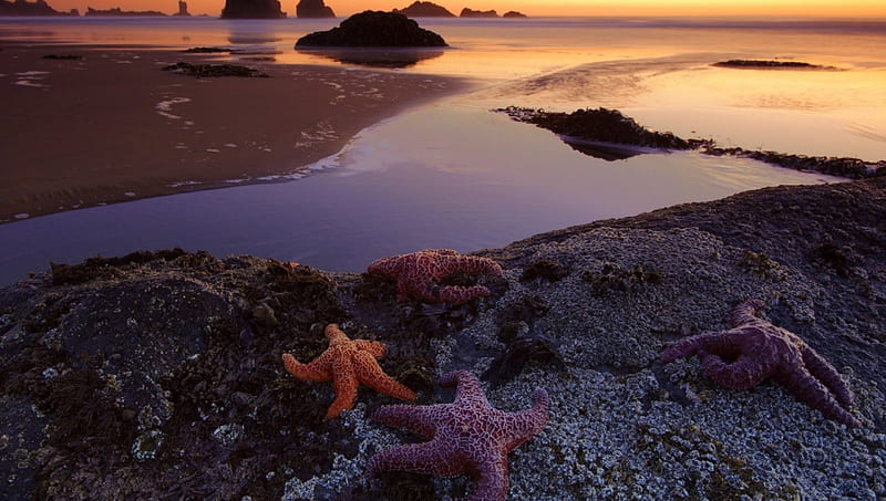 starfish left behind at a low tide beach, beach, rocks, sunset, starfish, sea, low tide, HD wallpaper
