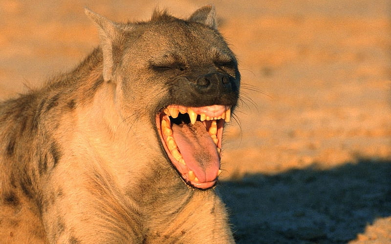 Hyena, roar, wildlife, nature, animal, HD wallpaper