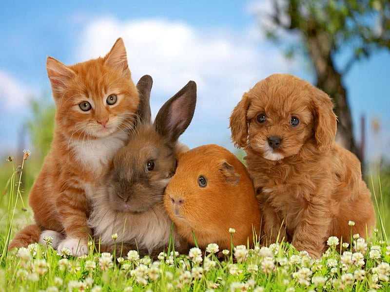 Cute friends, pretty, grass, fluffy, bonito, adorable, sweet, nice, flowers, guines pig, friends, animals, dog, puppy, rabbit, lovely, kitty, spring, sky, cat, freshness, cute, tree, summer, bunny, kitten, meadow, HD wallpaper