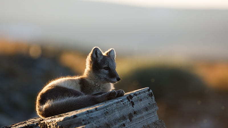 Arctic Baby Fox Is Sitting On Rock In Blur Background Fox, HD wallpaper