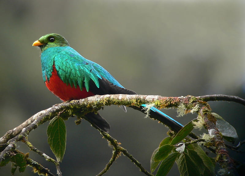 Golden Headed Quetzal, quetzal, plummage, birds, rainforest, bonito, tropical, animals, HD wallpaper