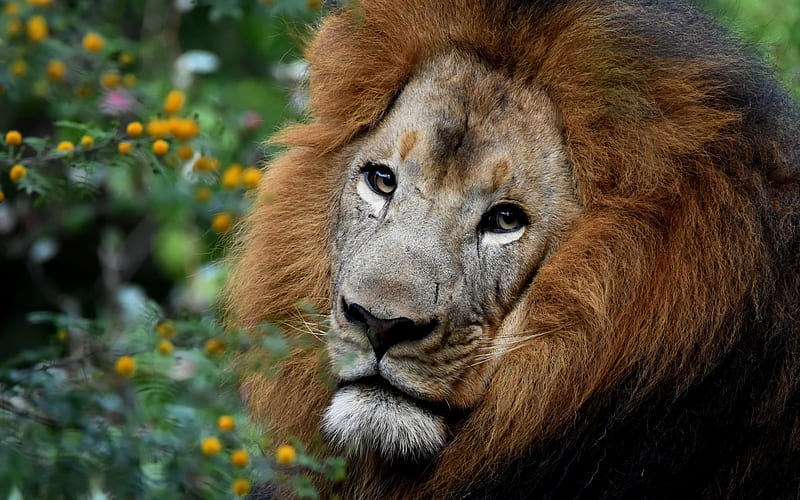 lion, Africa, predator, wildlife, safari, big lion, HD wallpaper