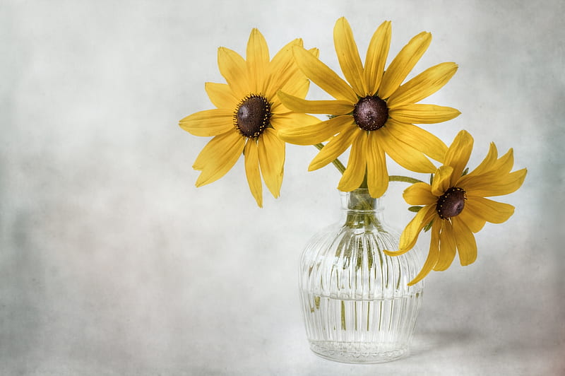 Rudbeckia, vase, flower, yellow, HD wallpaper