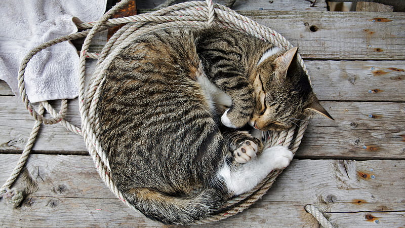 Cat Is Lying On Wood With Rope Cat, HD wallpaper