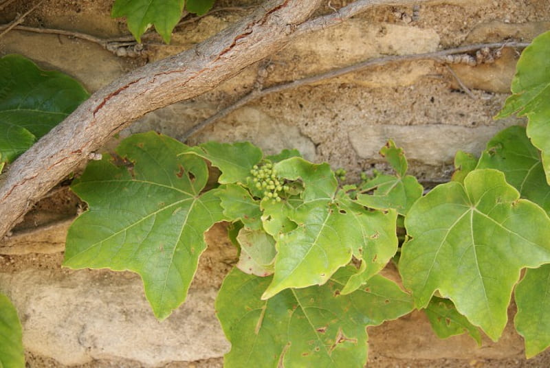 Grapevine On Wall, Grapes, Plants, Foilage, Vine, Grapevine, Wall, HD wallpaper