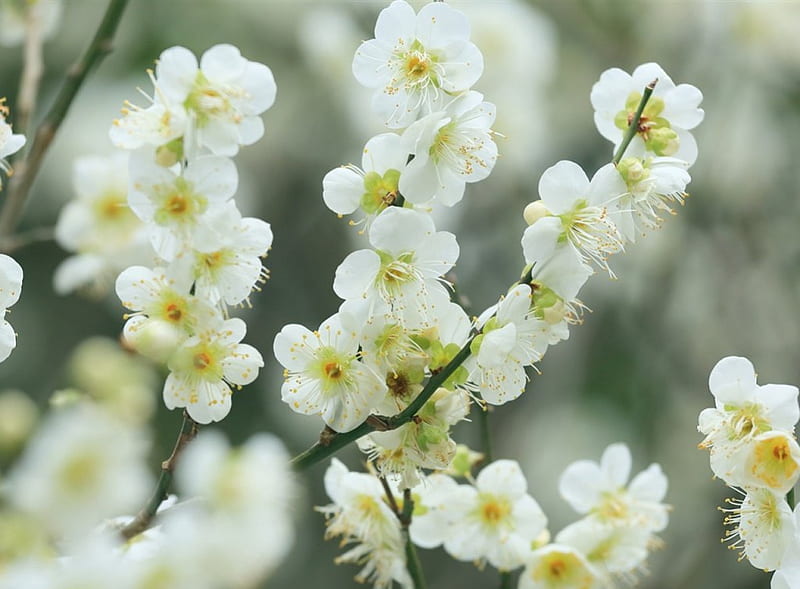 Flor de cerezo blanco, flores, primavera, flor, cerezo, Fondo de pantalla  HD | Peakpx