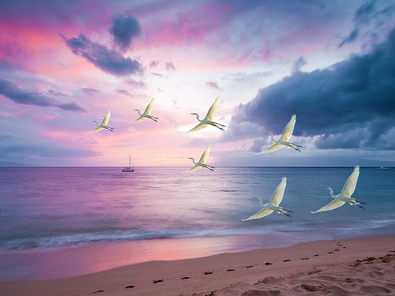 Birds, Heron, beach, Bird, Flying, Sea, Sunset, HD wallpaper