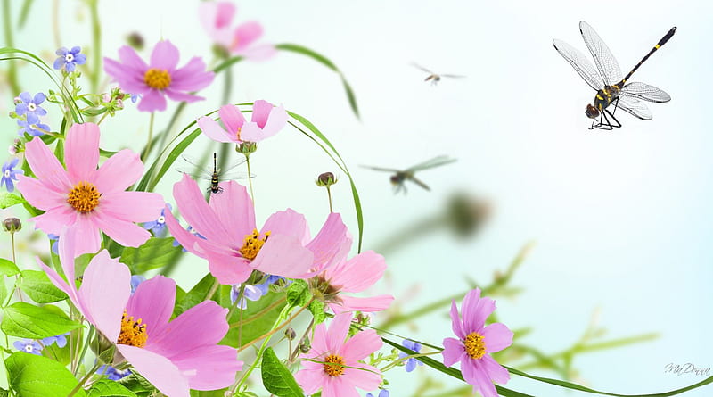 Wild Flower Sensation, wild flowers, soft, dragonflies, flowers, shadows, cosmos, sunshine, pink, field, HD wallpaper
