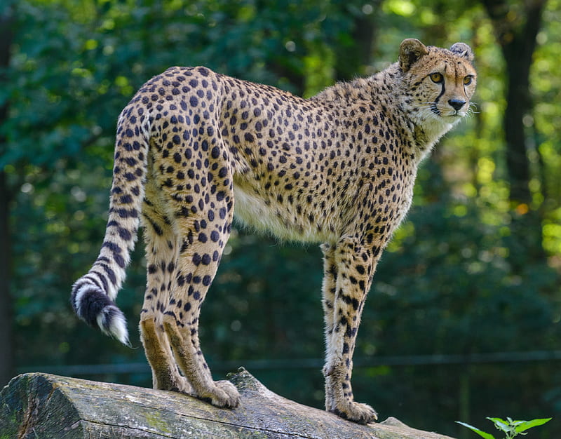 cheetah, predator, glance, big cat, muzzle, spots, HD wallpaper