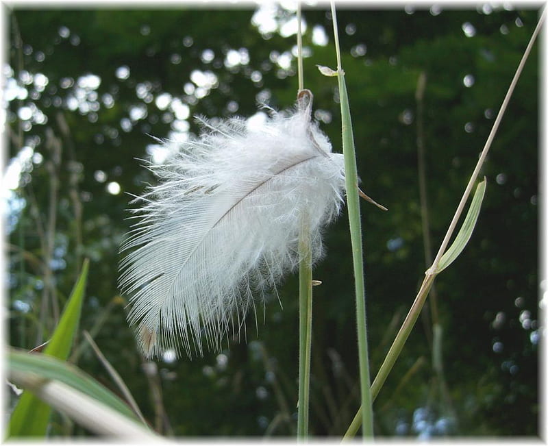 Angel Feather, angles, grass, feather, sweet, HD wallpaper
