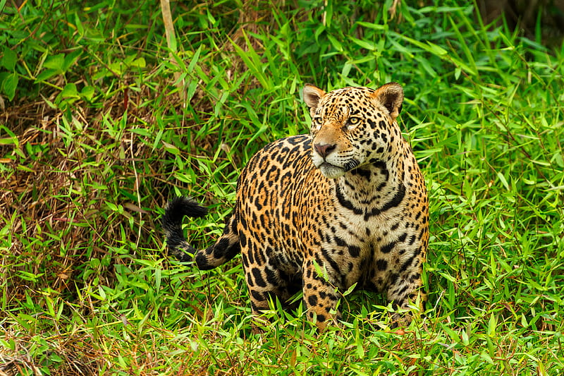 Cats, Jaguar, Big Cat, Wildlife, predator (Animal), HD wallpaper