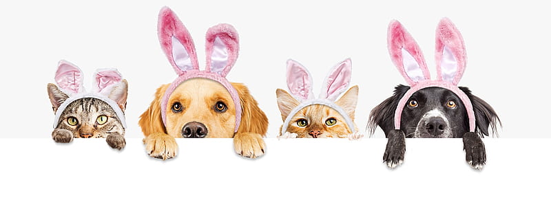 Happy Easter!, paw, caine, ears, easter, cat, card, animal, cute, pet, bunny, eyes, pink, pisici, kitten, dog, puppy, HD wallpaper
