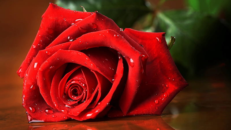 Red Rose With Water Drops Reflection On Floor Rose, HD wallpaper
