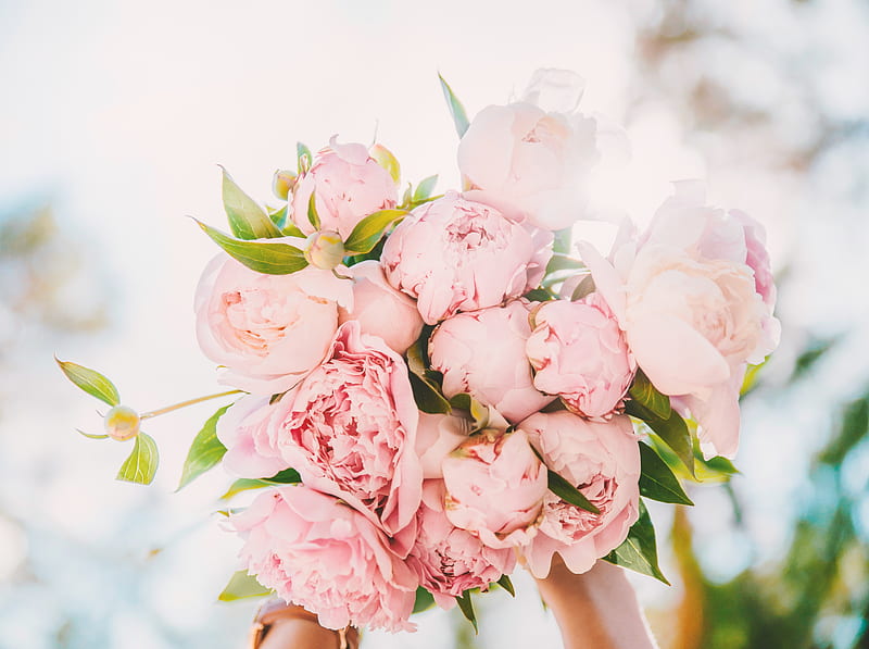 Ramo de peonías rosa claro ultra, lindo, primavera, flores, manos, ramo,  peonía, Fondo de pantalla HD | Peakpx