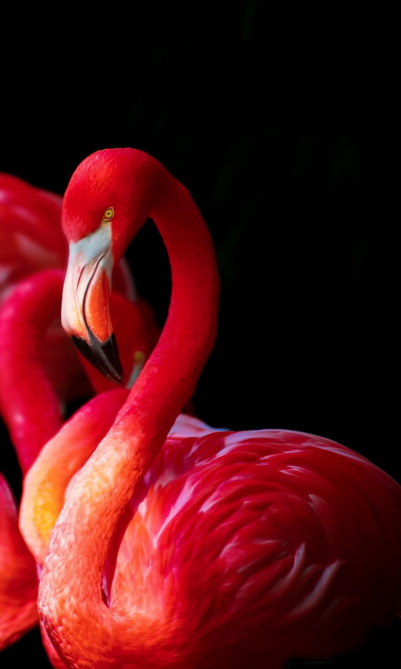 beautiful flamingos, bonito, bird, birds, nature, pink, HD phone wallpaper
