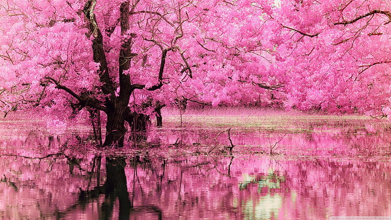 Reflejo de árbol rosa, flores, naturaleza, árboles, rosa, Fondo de pantalla  HD | Peakpx