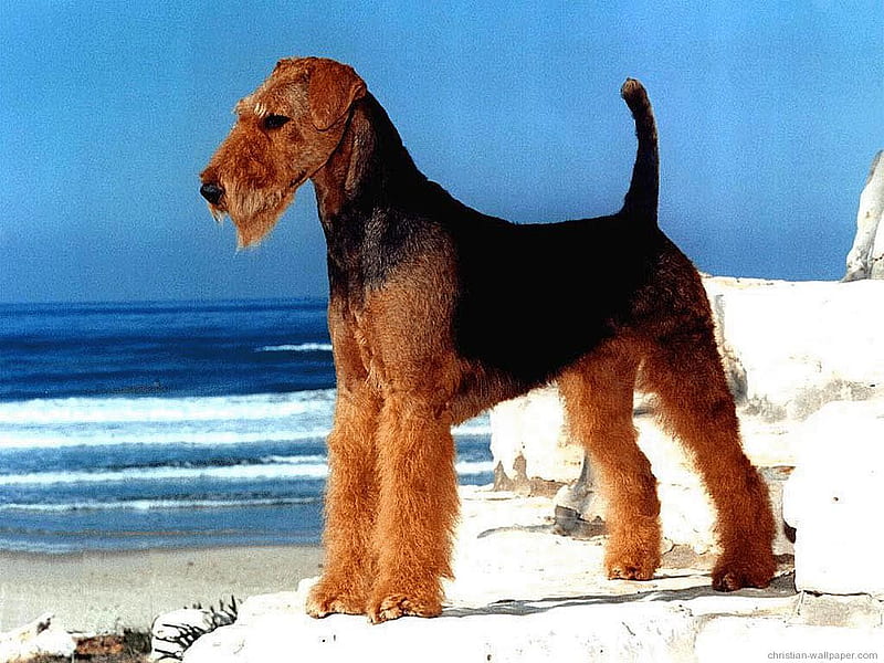 Dog near ocean, beach, sand, ocean, puppy, dog, HD wallpaper