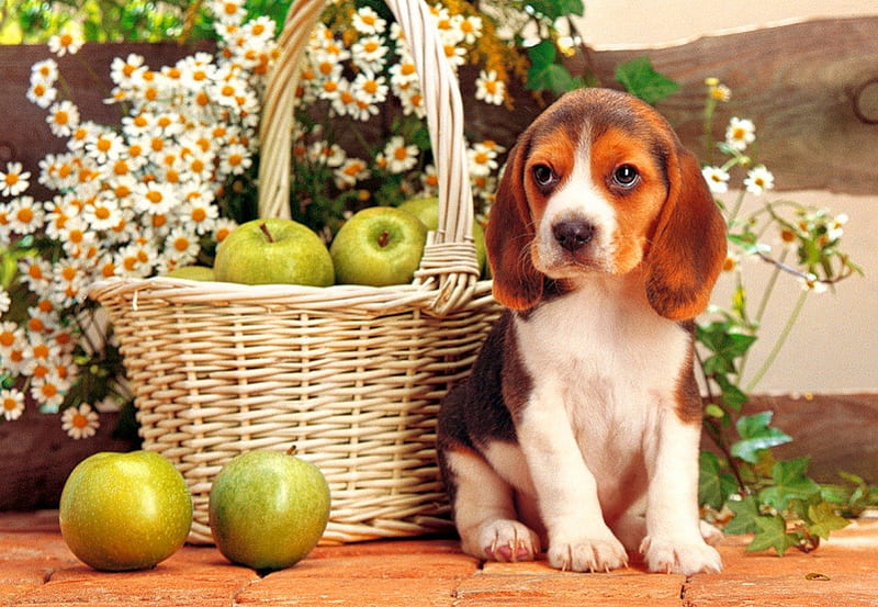 Cute puppy, pretty, beagle, bonito, adorable, camomile, animal, sweet, nice, flowers, dog, lovely, apples, yard, daisies, cute, pet, basket, garden, HD wallpaper