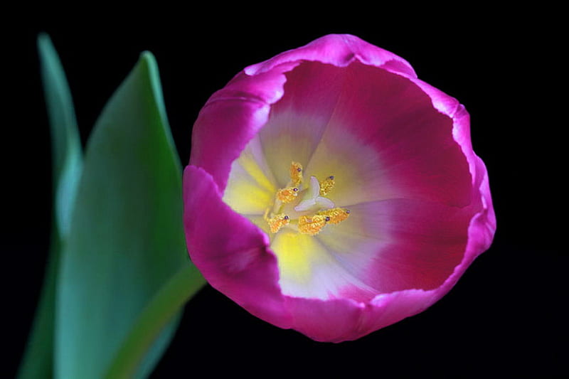 Full bloom, flower, yellow, white, green leaves, pink, tulip, HD wallpaper