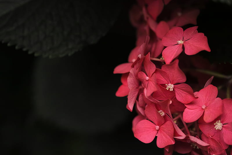 plant, petals, leaves, pink, HD wallpaper