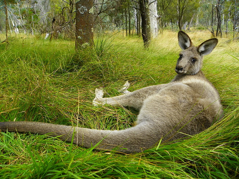 Animal, Kangaroo, Wildlife, HD wallpaper