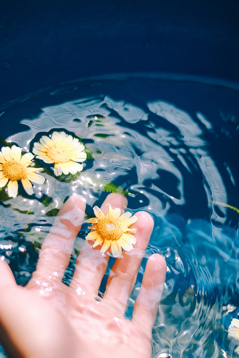 Yellow and White Flower on Persons Hand, HD phone wallpaper